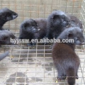 Sale Breeding Mink Drahtgeflecht